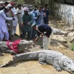 India Explores Use of Reptiles to Secure Flood-Prone Bangladesh Border