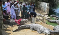 India Explores Use of Reptiles to Secure Flood-Prone Bangladesh Border