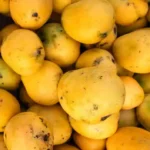 Nepal Follows Japan, Bans Indian Mangoes
