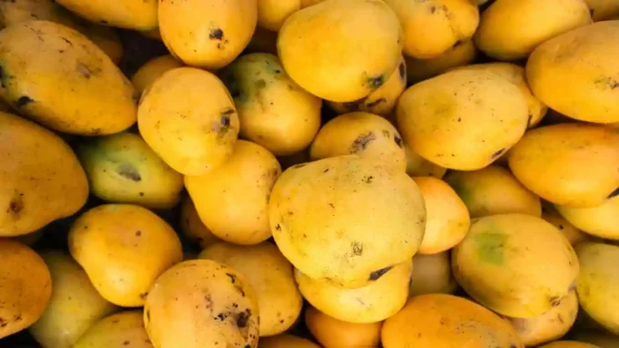 Nepal Follows Japan, Bans Indian Mangoes 34 Nepal Follows Japan, Bans Indian Mangoes